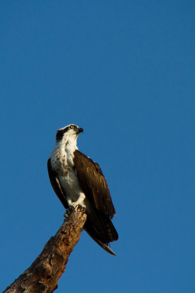 IMAGE: http://i168.photobucket.com/albums/u191/bdjsbucket/IMG_9257-5.jpg