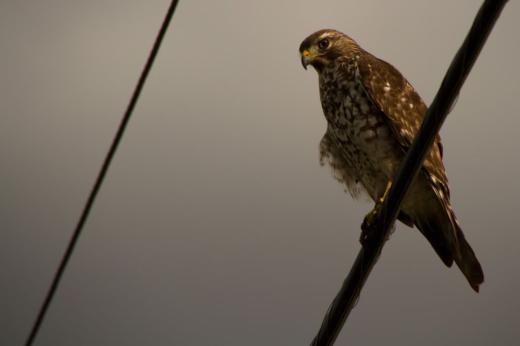 IMAGE: http://i168.photobucket.com/albums/u191/bdjsbucket/IMG_9508-1.jpg