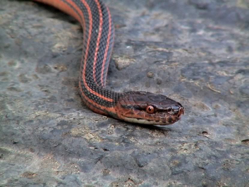 Red And Black Striped Snake Bothropthalmus Lineatus Graphics, Pictures, & Images for Myspace Layouts Red And Black Striped Snake Bothropthalmus Lineatus Graphics, Pictures, & Images for Myspace Layouts