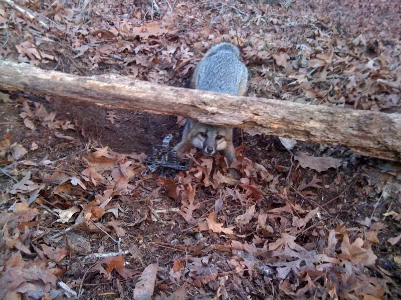 Trap Placement for coyotes Mississippi Hunting and Fishing Forums