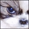 Fluffy.gif