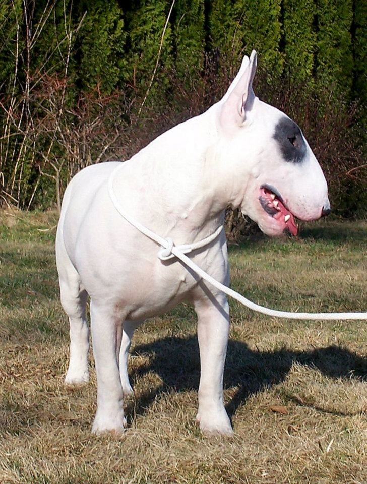 bull terrier babe