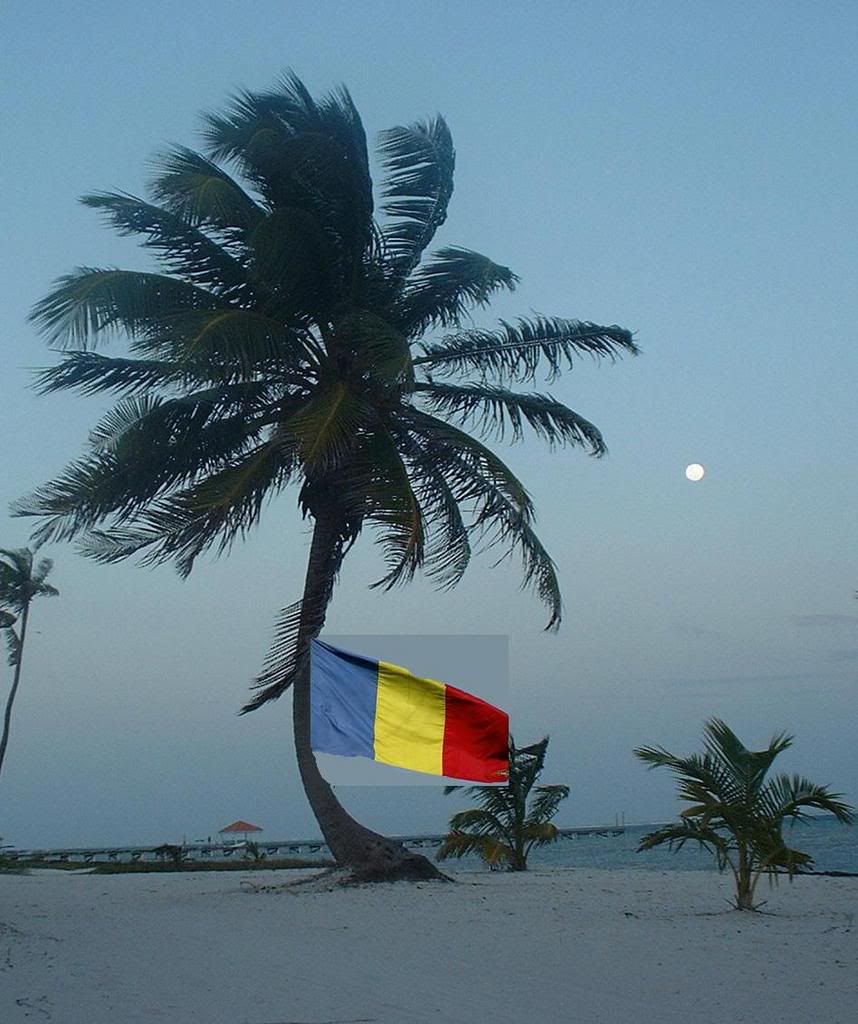 Palm2.jpg