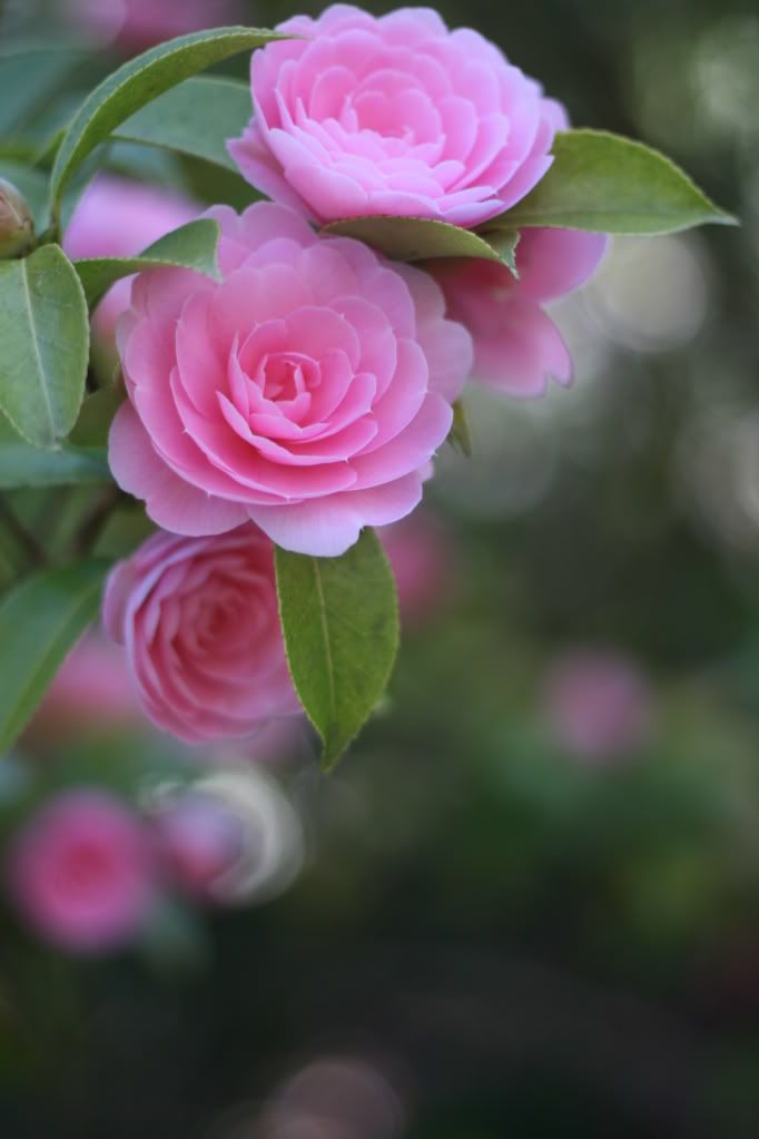 IMAGE: http://i168.photobucket.com/albums/u197/gibbo182/IMG_2693.jpg