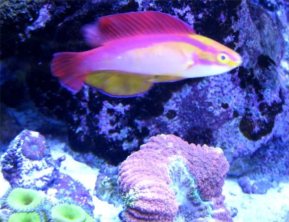 wrasse010.jpg