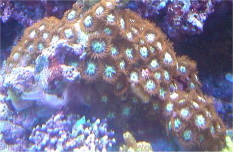 Corals5-09004-1.jpg