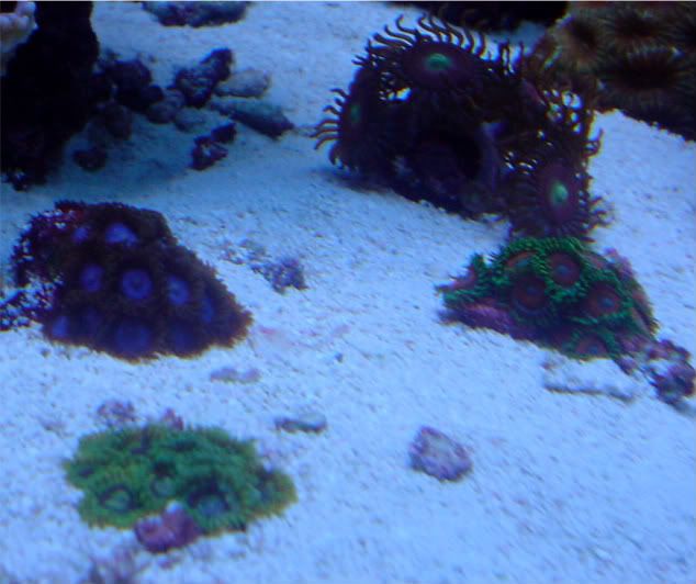 Corals5-09013-1.jpg