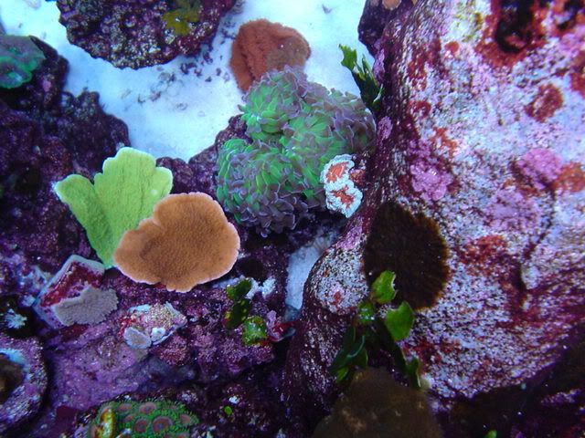 Corals5-09037.jpg