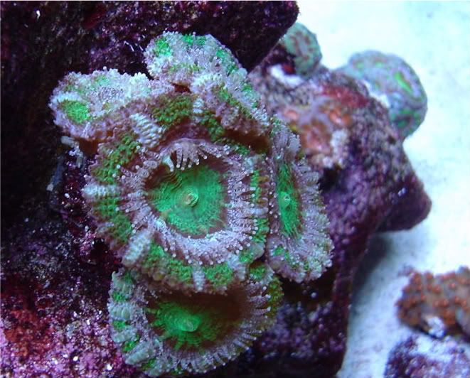 Corals5-09042.jpg