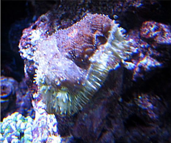 corals3-10008.jpg