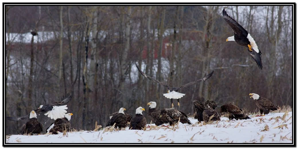 IMAGE: http://i168.photobucket.com/albums/u198/shanef1/12092373-Version2.jpg