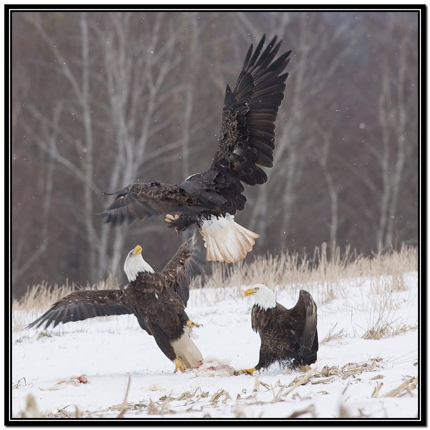 IMAGE: http://i168.photobucket.com/albums/u198/shanef1/12092471.jpg