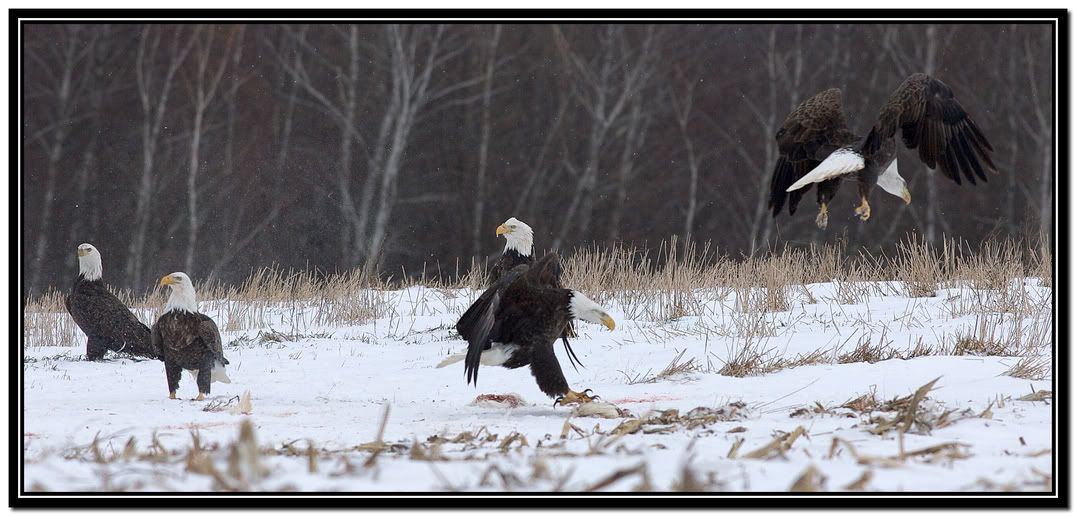 IMAGE: http://i168.photobucket.com/albums/u198/shanef1/12092478-Version2-1.jpg