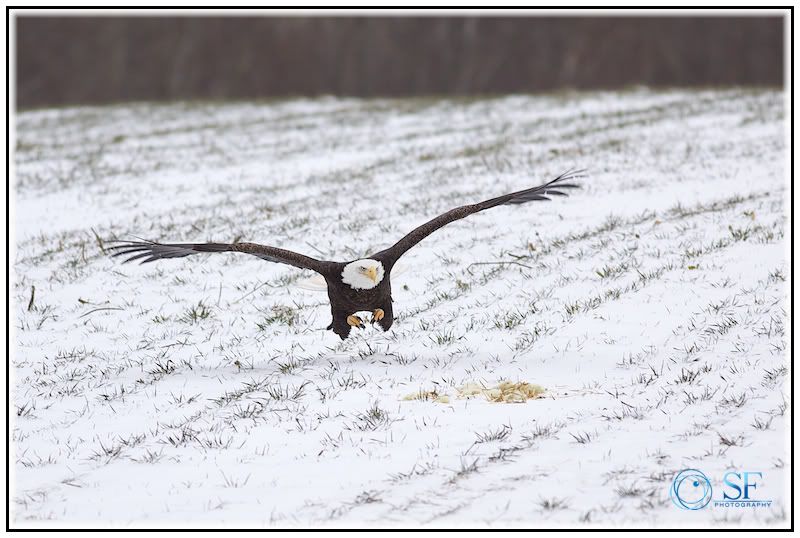 IMAGE: http://i168.photobucket.com/albums/u198/shanef1/IMG_0107-Version2.jpg