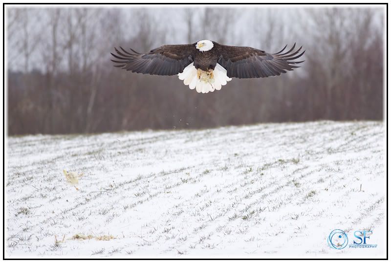 IMAGE: http://i168.photobucket.com/albums/u198/shanef1/IMG_0110-Version2.jpg