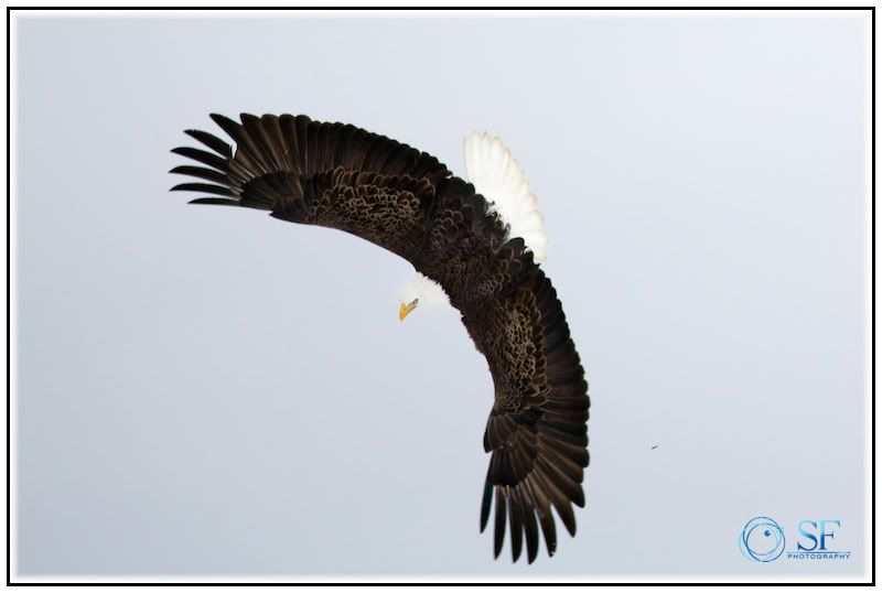 IMAGE: http://i168.photobucket.com/albums/u198/shanef1/IMG_0160-Version2.jpg