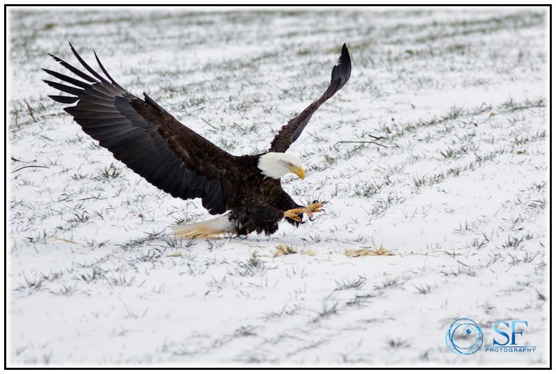 IMAGE: http://i168.photobucket.com/albums/u198/shanef1/IMG_0170-Version3.jpg