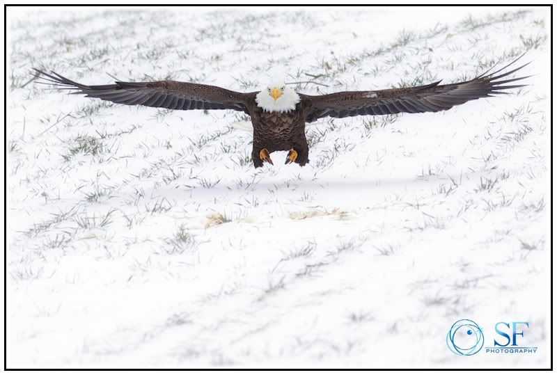 IMAGE: http://i168.photobucket.com/albums/u198/shanef1/IMG_0175-Version2.jpg