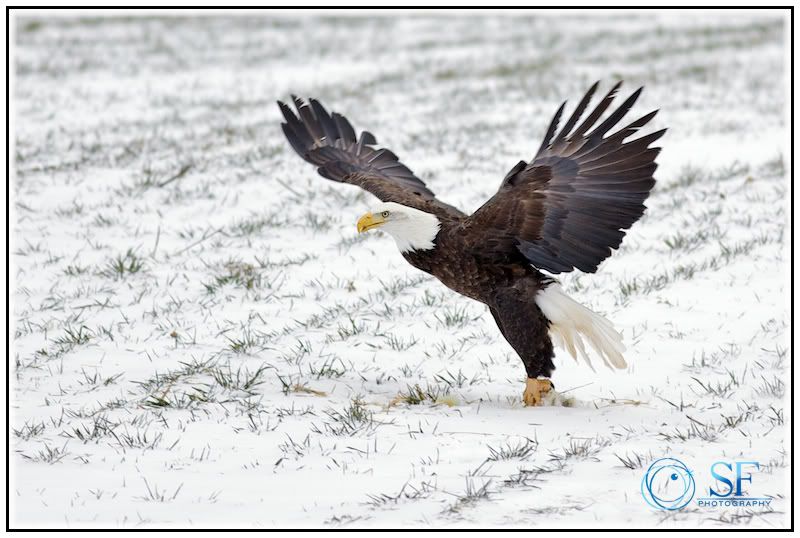 IMAGE: http://i168.photobucket.com/albums/u198/shanef1/IMG_0290-Version4.jpg