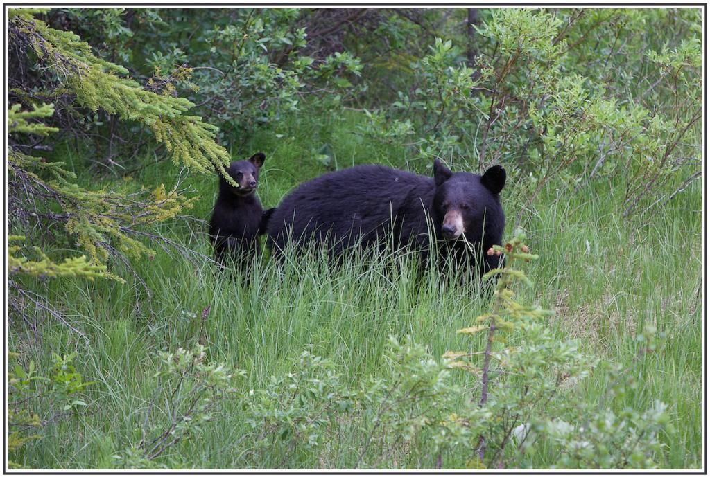 IMAGE: http://i168.photobucket.com/albums/u198/shanef1/IMG_9038-Version3_zps70628544.jpg