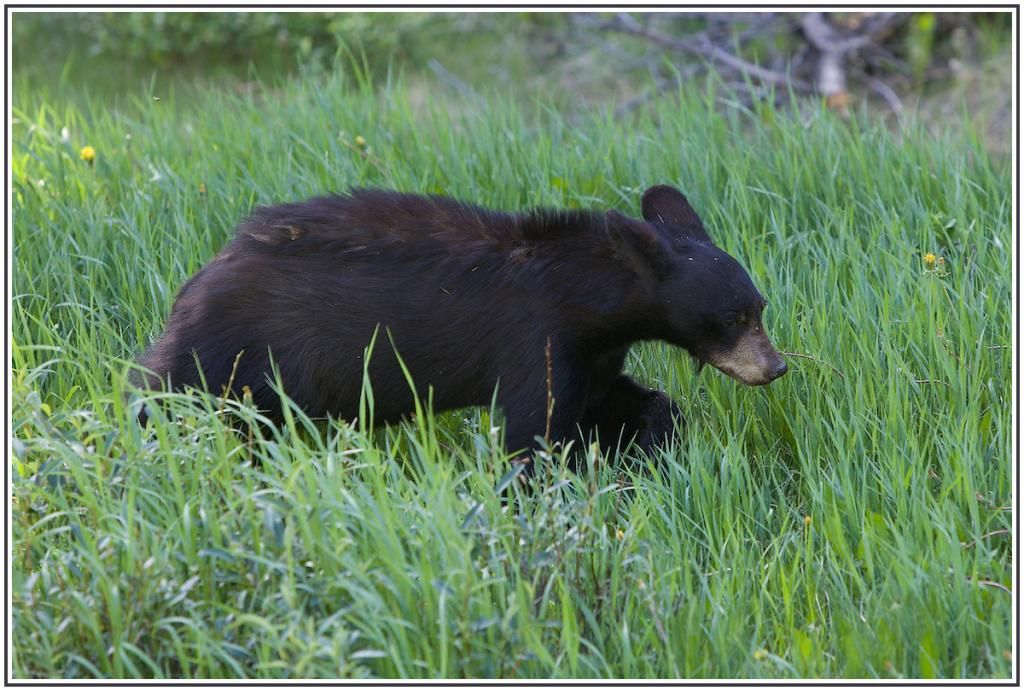 IMAGE: http://i168.photobucket.com/albums/u198/shanef1/IMG_9514-Version2_zps2af994a8.jpg