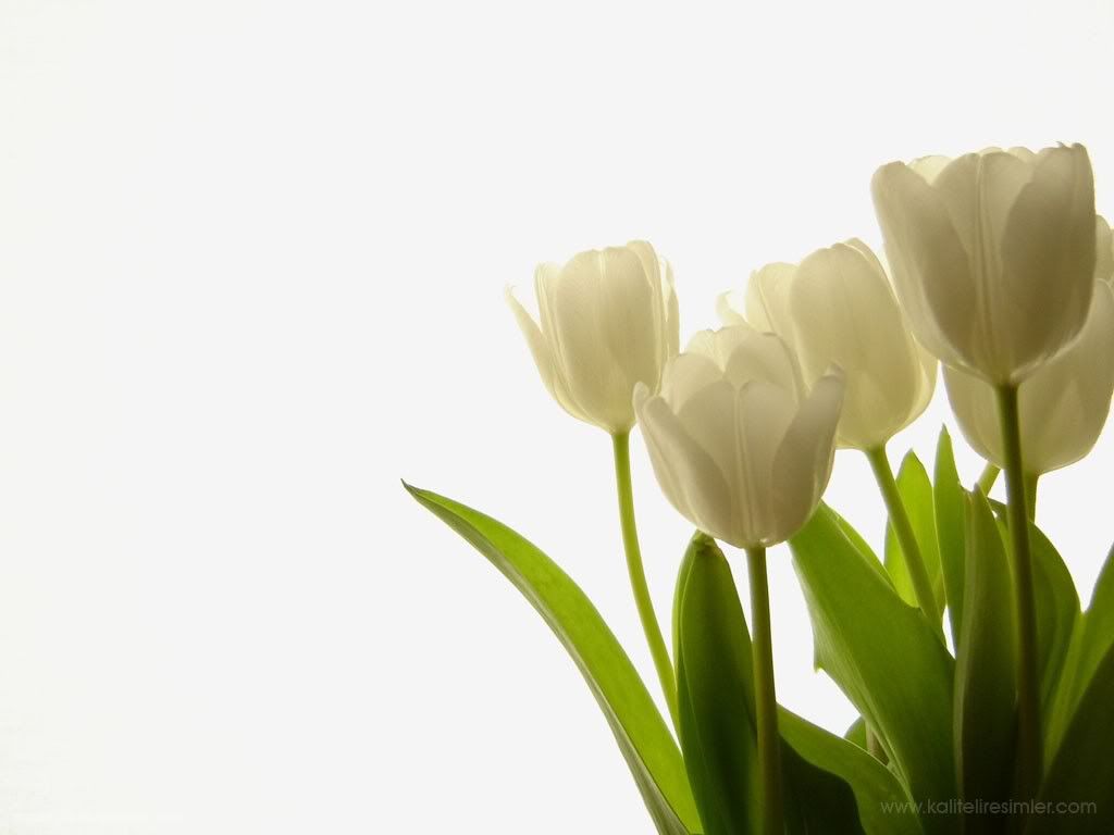 white tulips Pictures, Images and Photos
