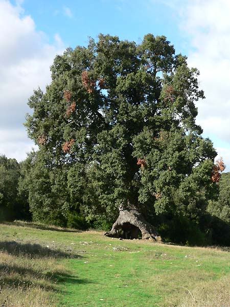 Arbol2.jpg