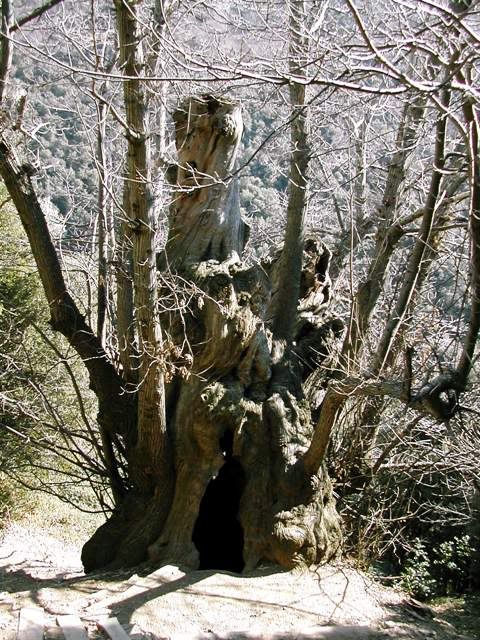 arbol5.jpg