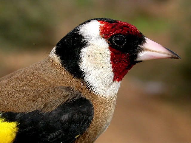cardueliscarduelis.jpg