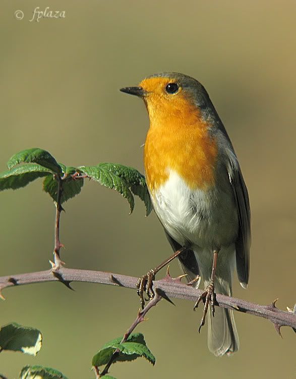 erithacusrubecula.jpg